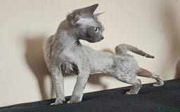 Devon Rex cats for sale: Two wonderful girls - Image 7