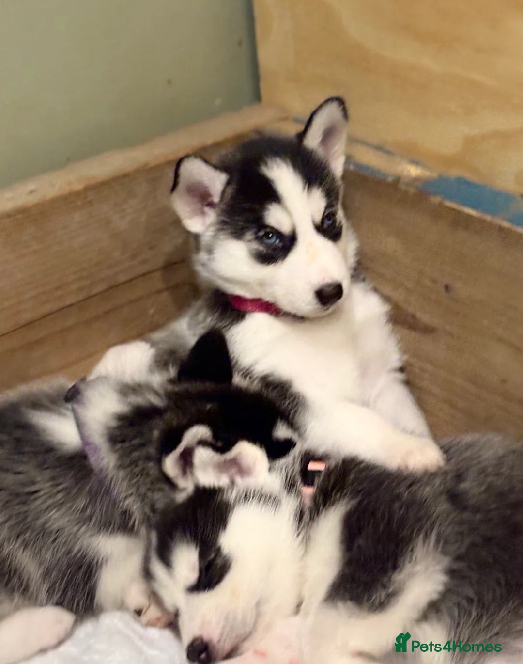 Siberian Husky dogs for sale: Siberian Huskies 2 male 4 female  - Advert 10
