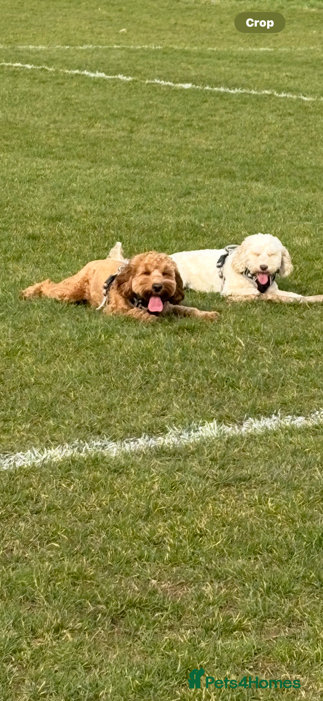 Cockapoo dogs for sale: Beautiful cockapoo pups - Image 15