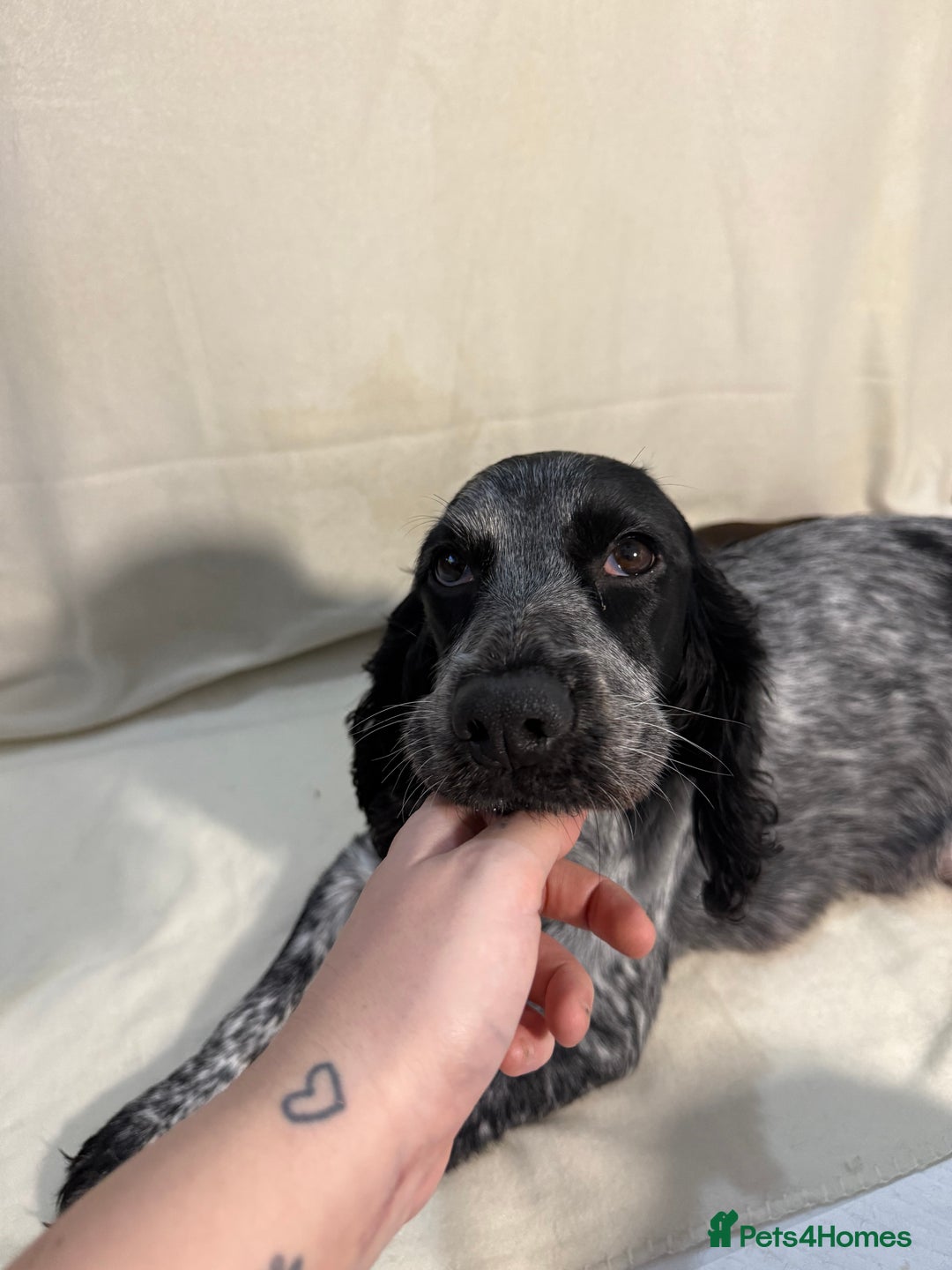 Mixed Breed dogs for sale: Cockerbulls - Advert 4