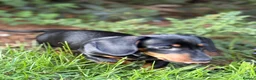 Miniature Dachshund dogs for sale: Monty the Miniature Dachshund  - Advert 8