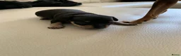 Russian Toy Terrier dogs for sale: Russian toy terrier puppies - Advert 7