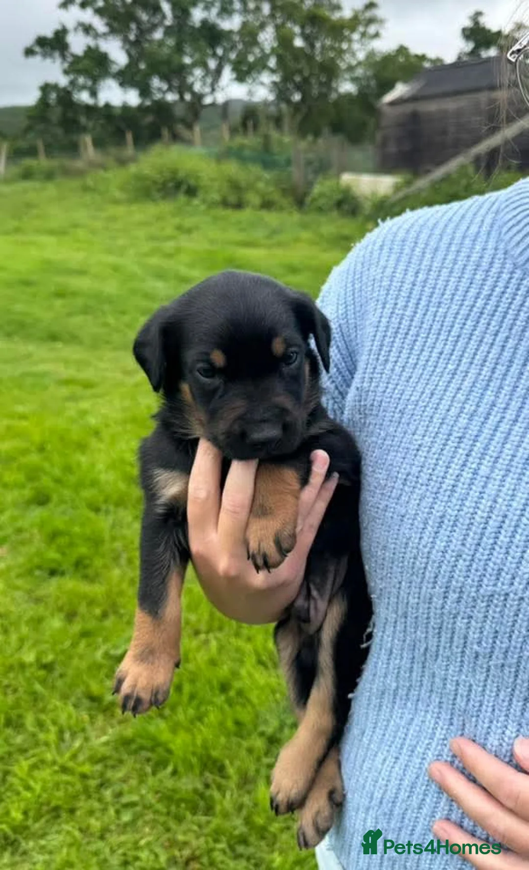 Huntaway dogs for sale: New Zealand Huntaway.  - Advert 1