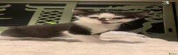 Mixed Breed cats for sale: KITTENS! Batch of cuties for sale in Basingstoke - Advert 9