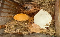 Snails invertebrates for sale: Giant African Land Snails x 4 WITH terrarium  - Image 3