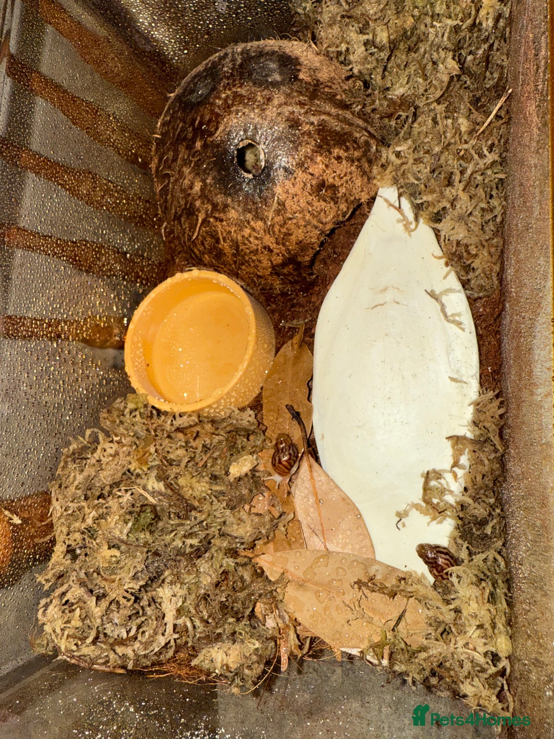 Snails invertebrates for sale: Giant African Land Snails x 4 WITH terrarium  - Image 3