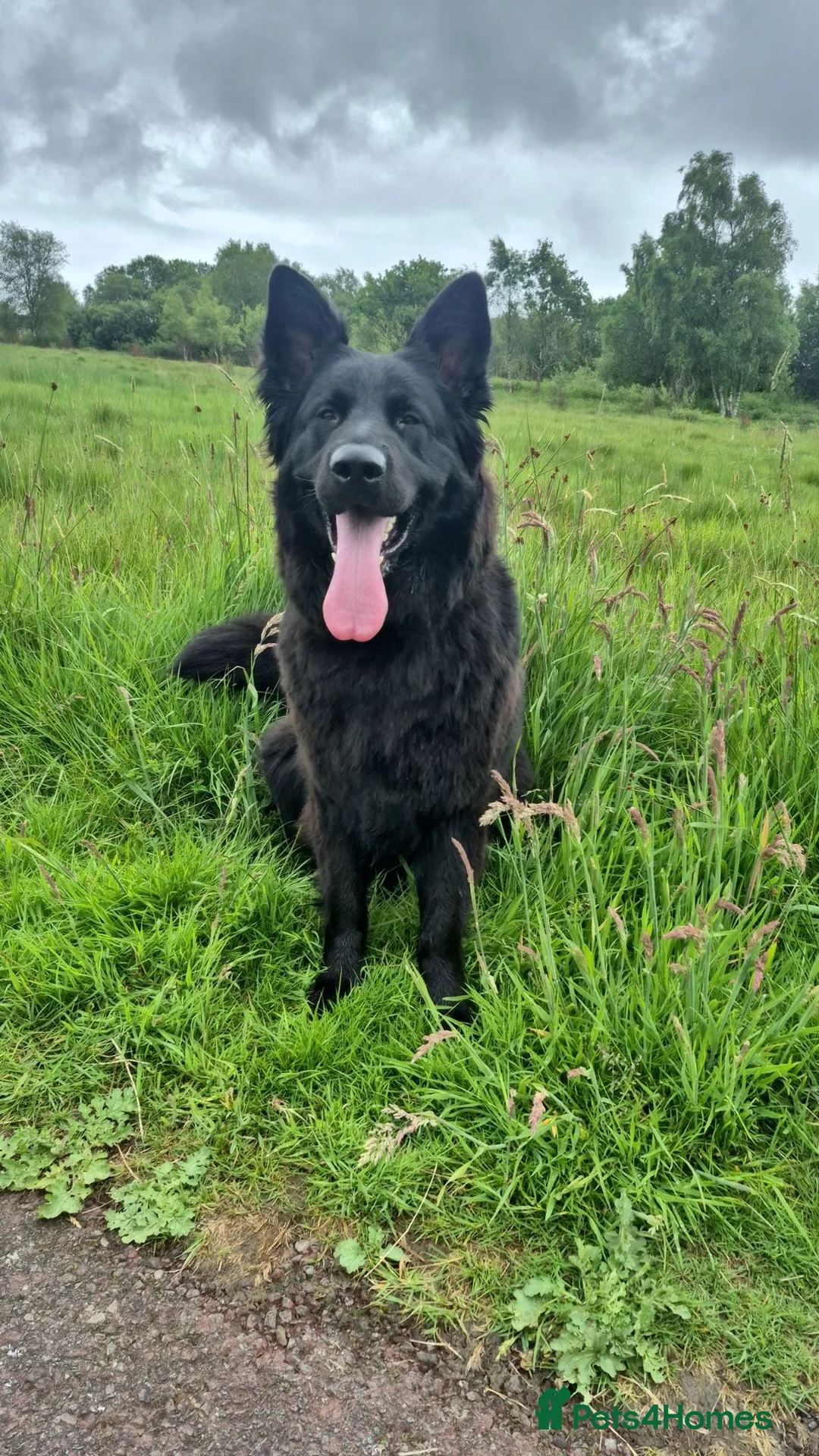 German Shepherd dogs for sale: KC Black GSD - Advert 2