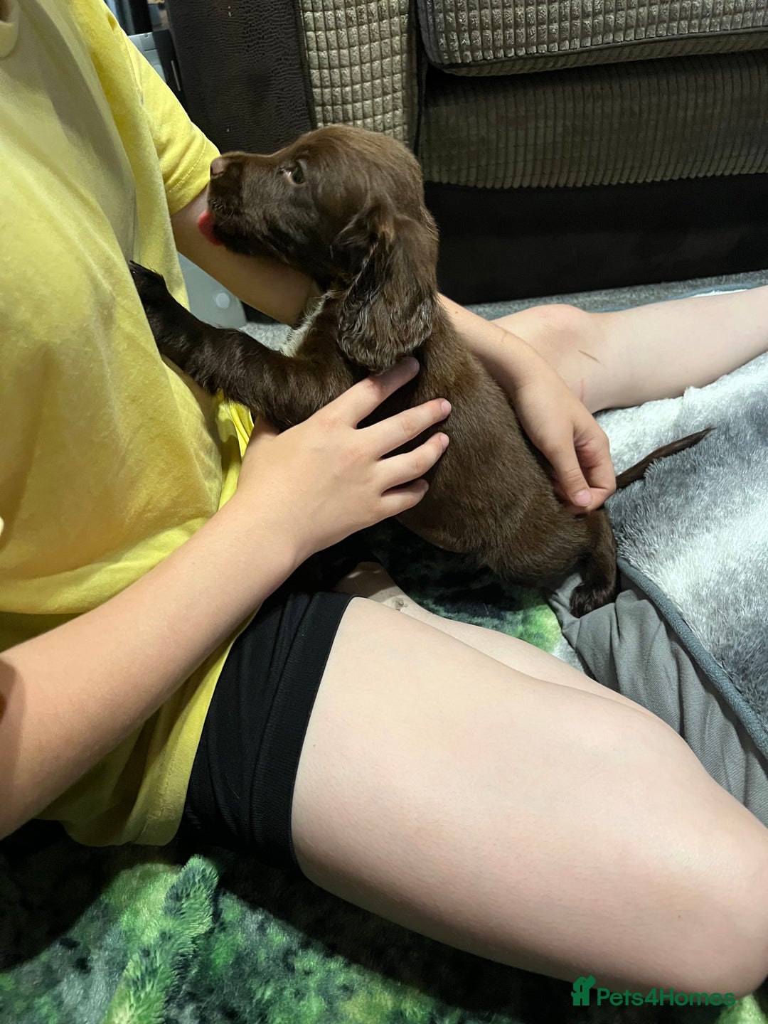 Cocker Spaniel dogs for sale: Beautiful cocker spaniels pups in Bishop Auckland - Image 5