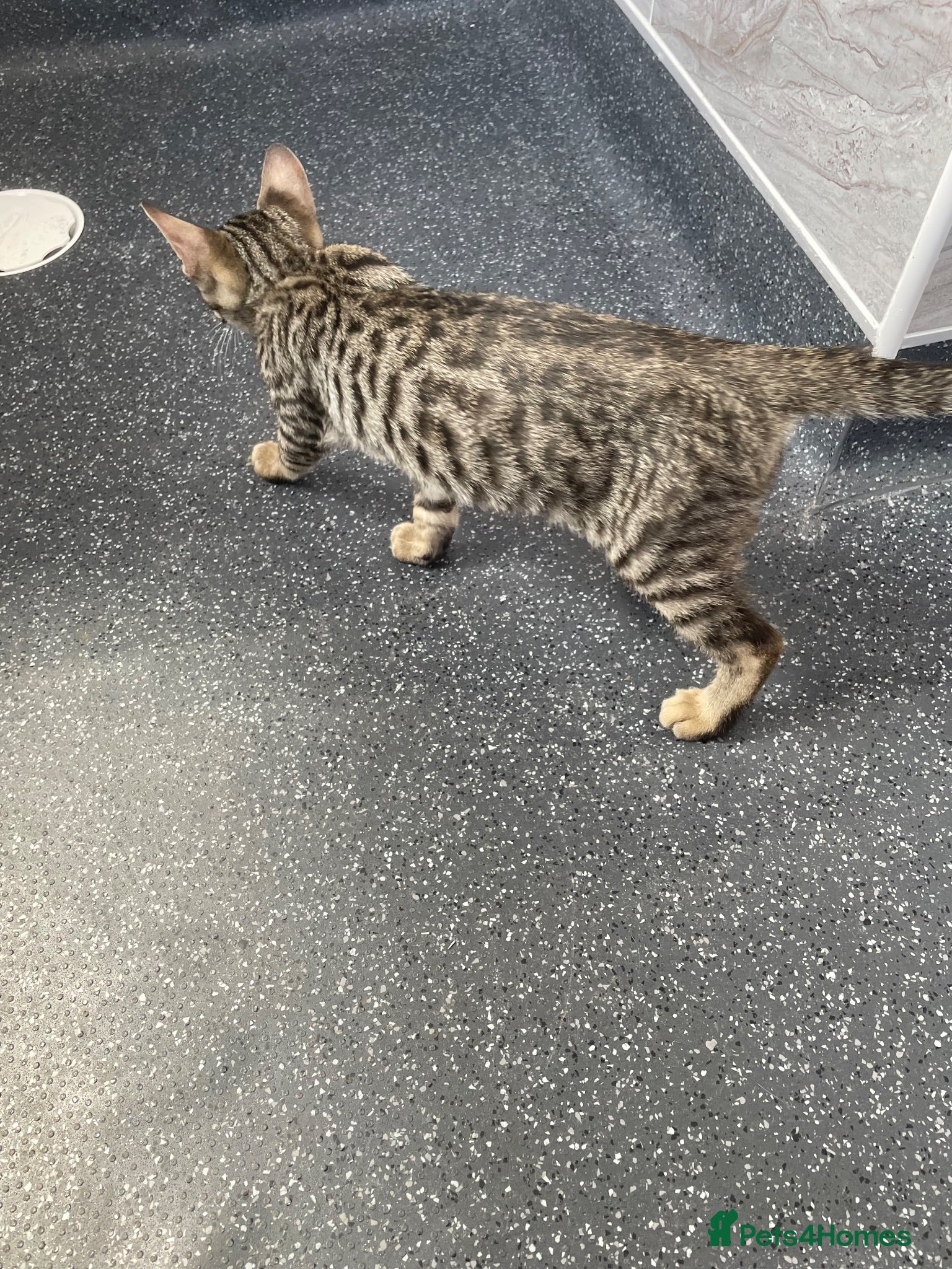 Bengal cats ♥️I NEED A NEW MUMMY OR DADDY 1 LEFT BEAUTIFUL ❤️ - Advert 17
