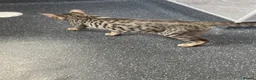 Bengal cats for sale: ♥️IAM ❤️WATCH ALL MY VIDEOS👀FOR MUMMY OR DADDY ❤️ - Advert 6
