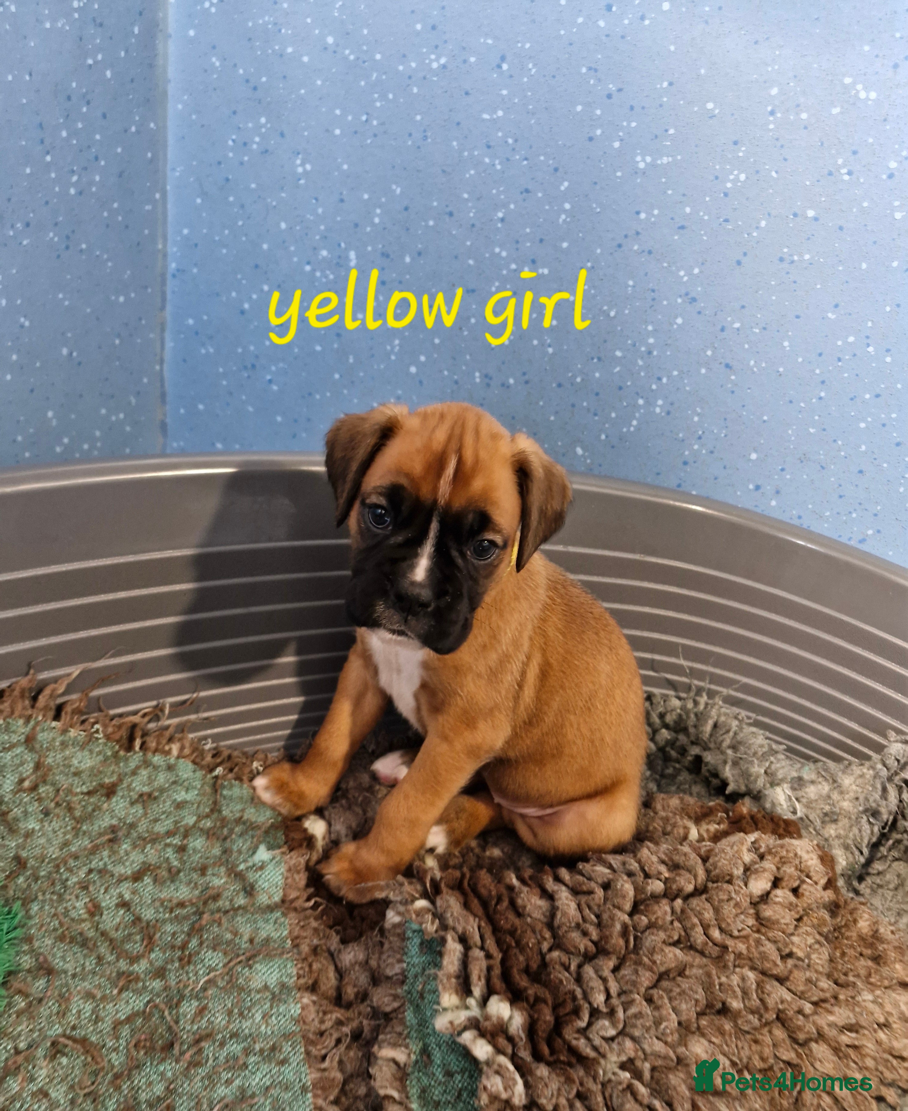 Boxer dogs STUNNING GORGEOUS KC PUPPIES  - Advert 8
