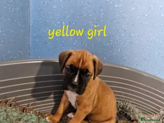 Boxer dogs STUNNING GORGEOUS KC PUPPIES - Advert 8