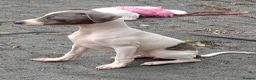 Italian Greyhound dogs for sale: Italian greyhound puppies  - Advert 2