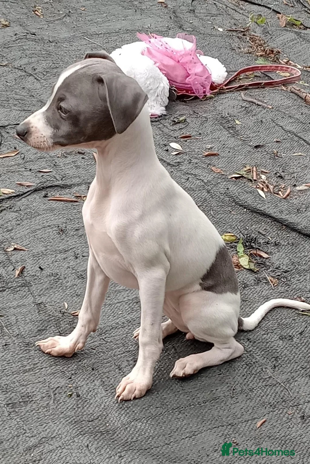 Italian Greyhound dogs for sale: Italian greyhound puppies  - Advert 2