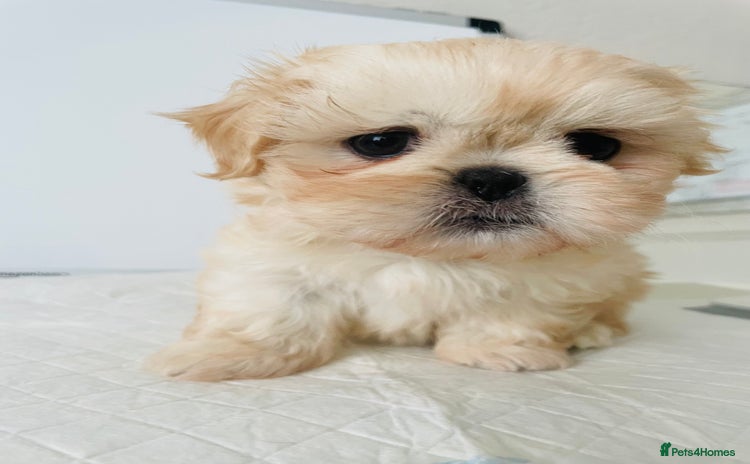 Shih Tzu dogs - Advert 2