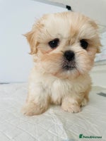 Shih Tzu dogs - Advert 2