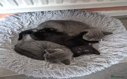 British Shorthair cats for sale: Last British shorthair kitten available! - Image 7