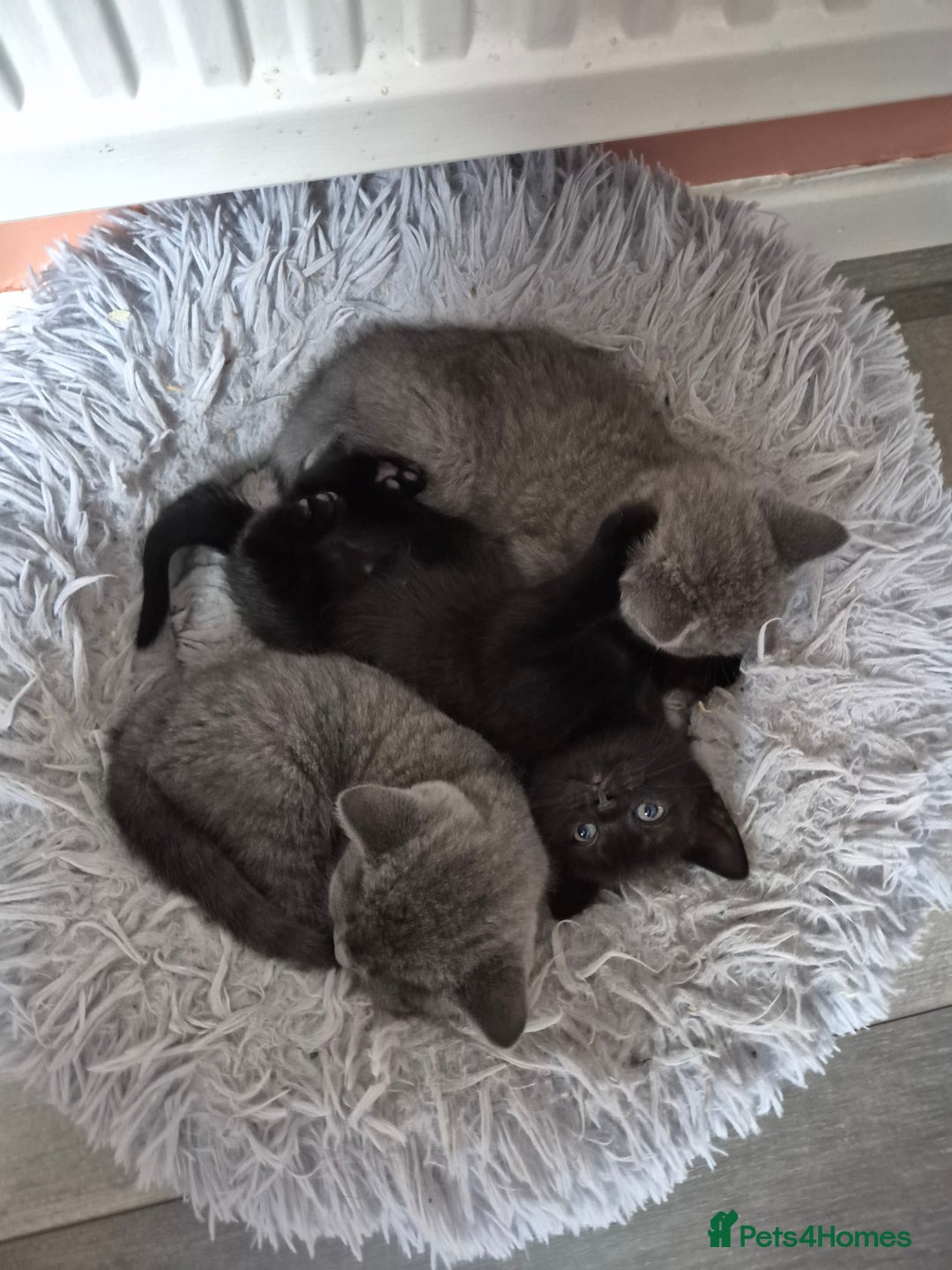 British Shorthair cats for sale: Last British shorthair kitten available! - Image 7