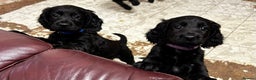 Cocker Spaniel dogs for sale: ✨ Cuddles Await from our Cocker Spaniel Pups  - Advert 16