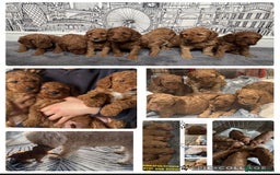 Cockapoo dogs for sale: Cockapoo puppies in Preston - Image 3