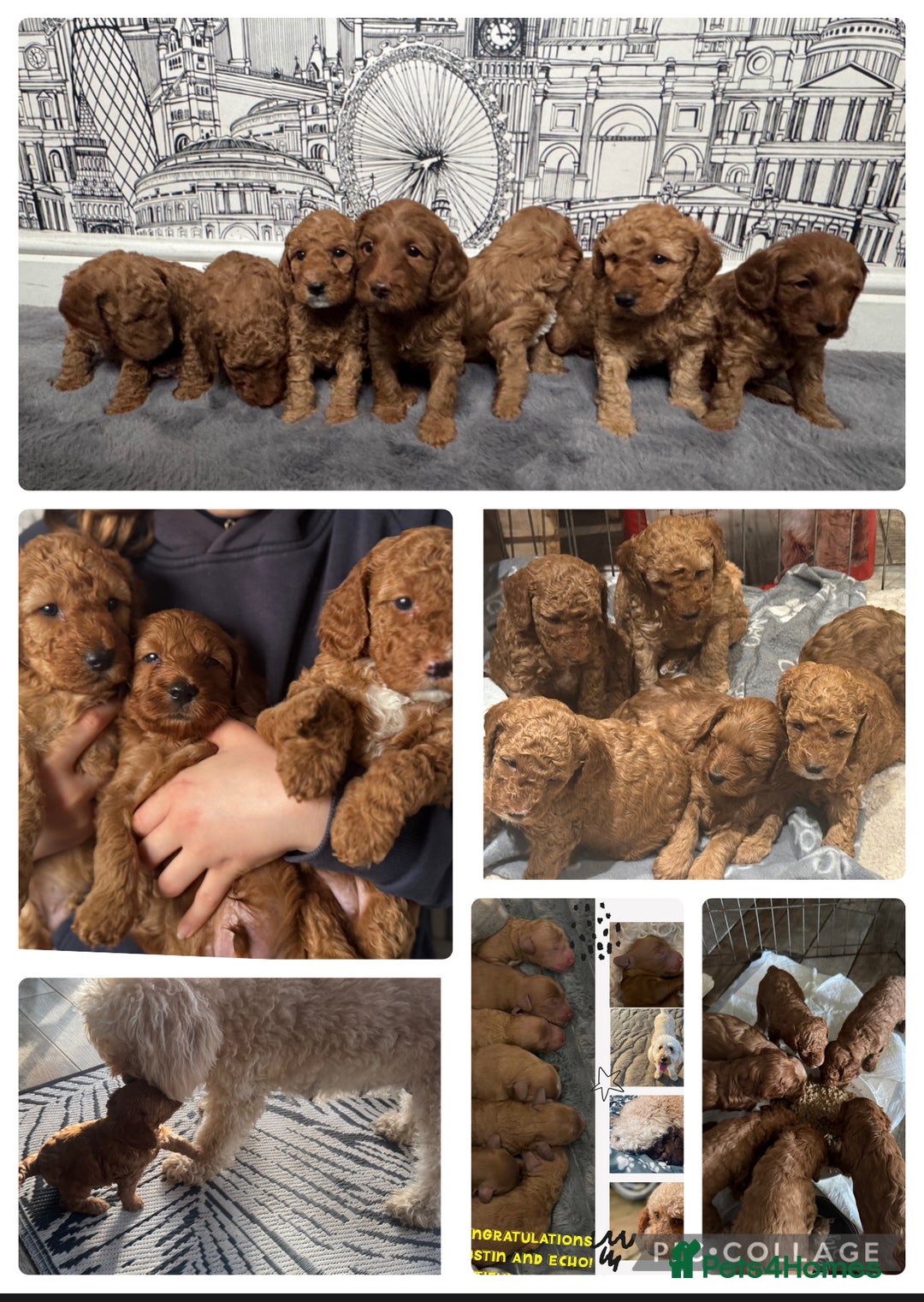 Cockapoo dogs for sale: Cockapoo puppies in Preston - Image 3