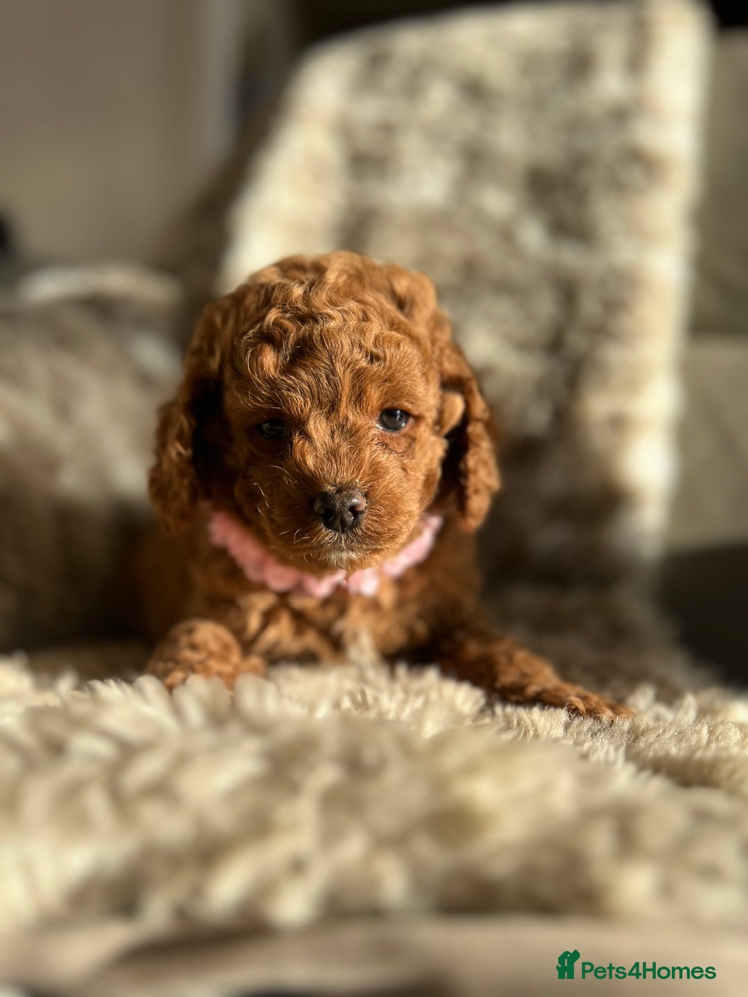 Cockapoo dogs for sale: Cockerpoo - Advert 2