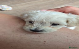 Maltipoo dogs for sale: Maltipoo Puppies  - Image 4