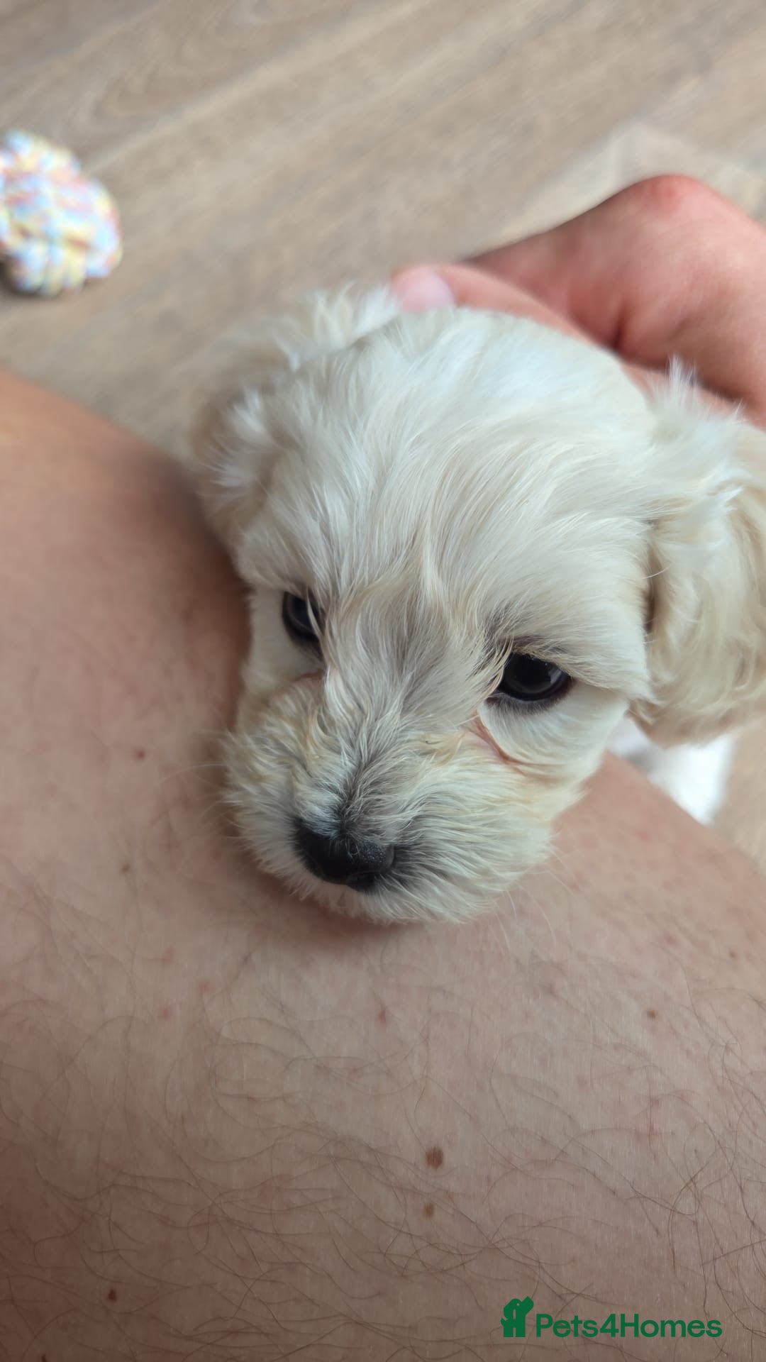 Maltipoo dogs for sale: Maltipoo Puppies  - Image 4