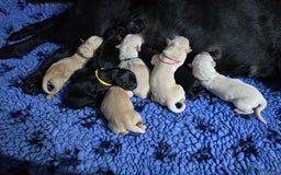 Goldador dogs for sale: Beautiful Goldadors- 2 BOYS LEFT  - Image 8