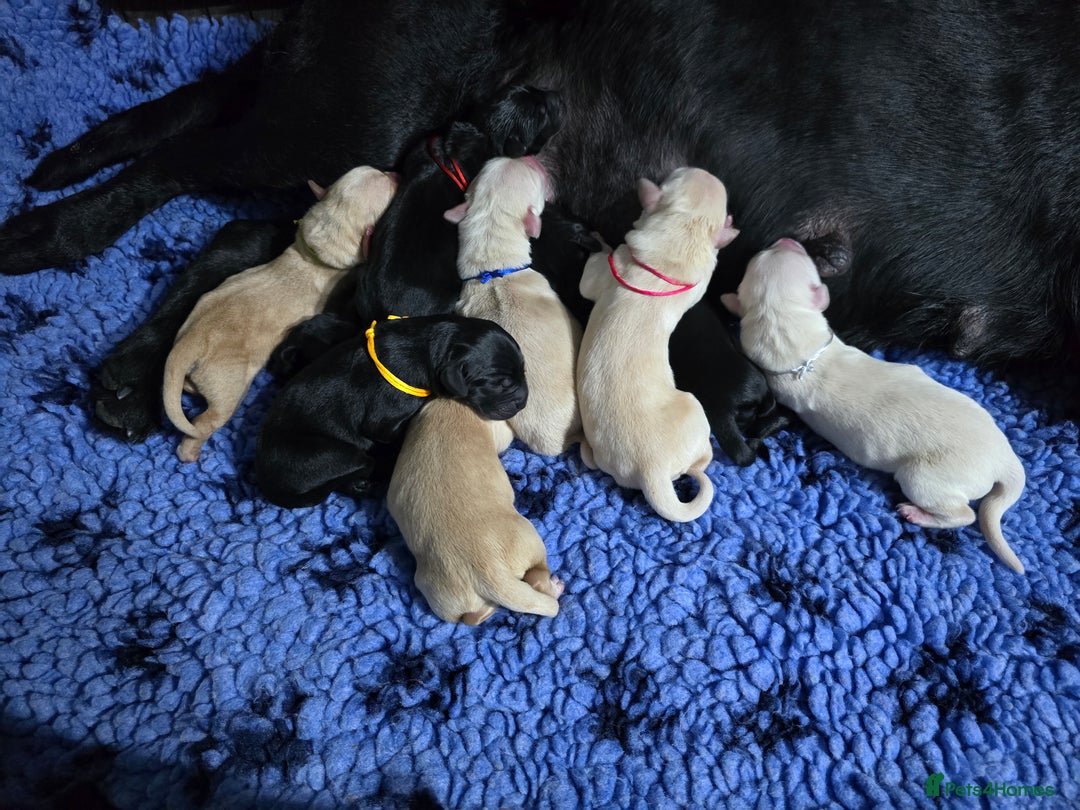 Goldador dogs for sale: Beautiful Goldadors- 2 BOYS LEFT  - Image 8