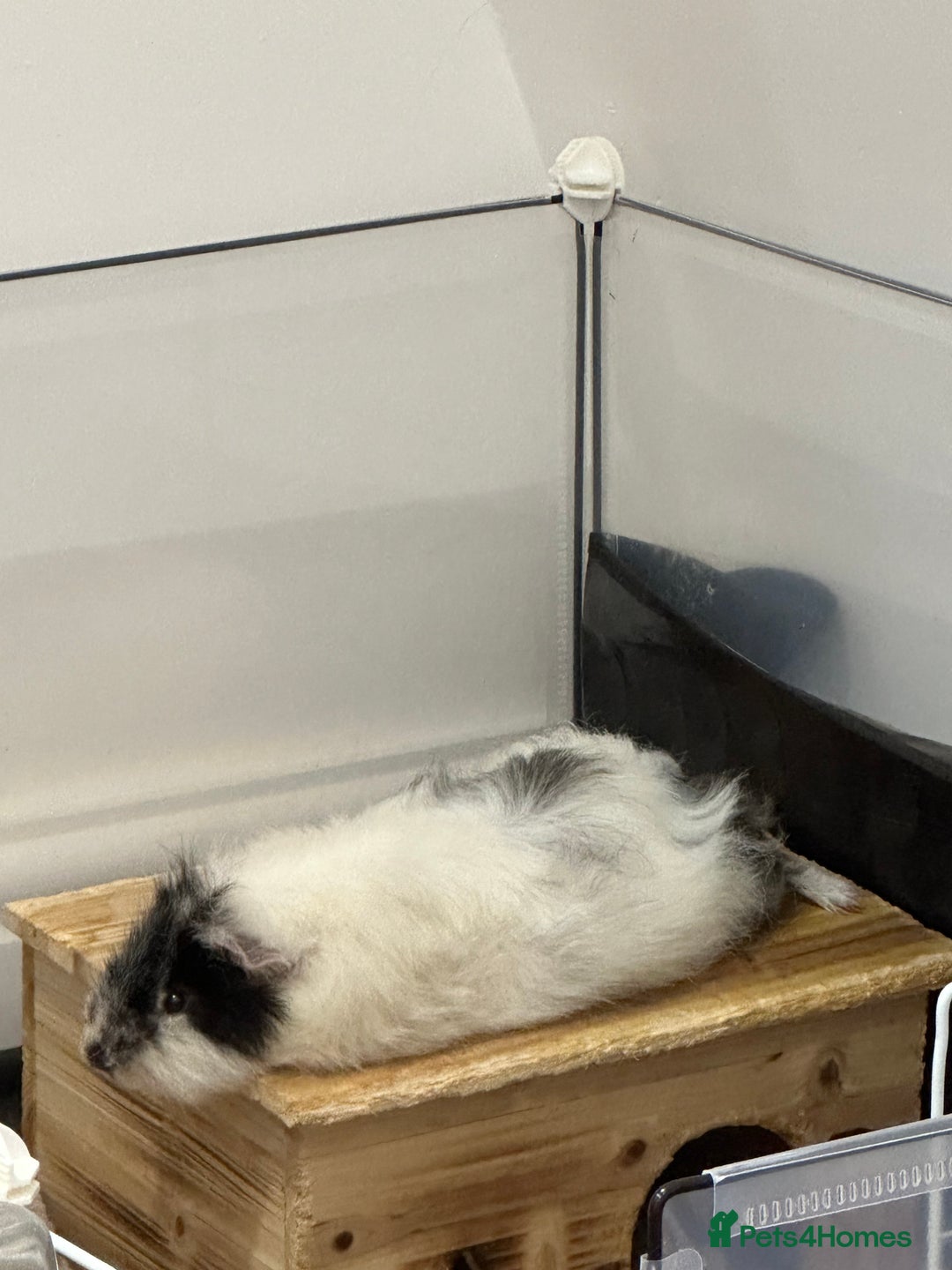 Guinea Pig rodents for sale: 2 Male Guinea pigs with cage - Image 6