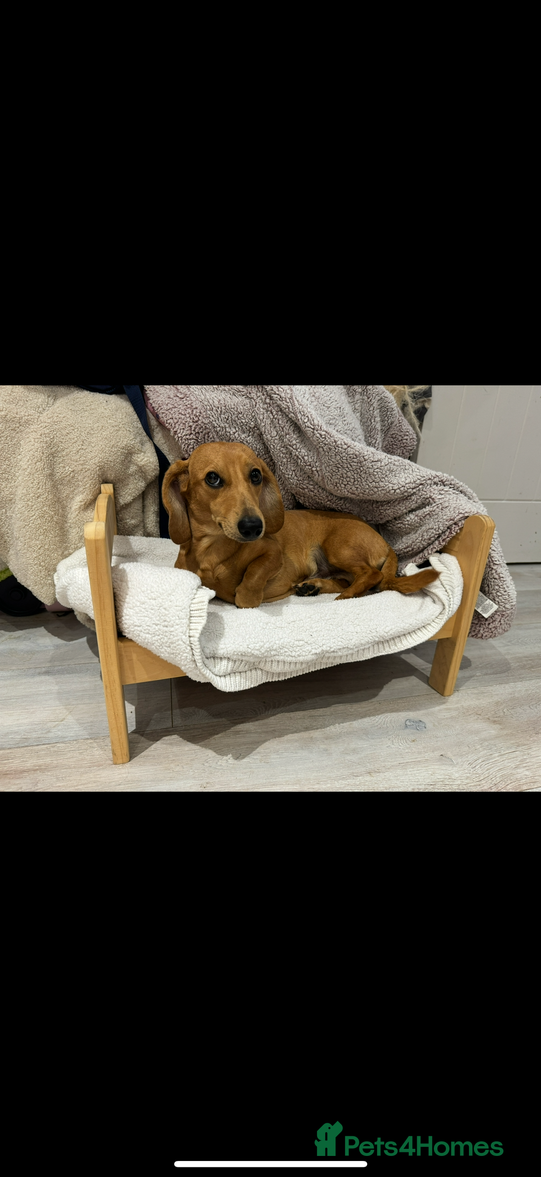 Miniature Dachshund dogs for sale: Tan miniature Dachshund Arlo   - Advert 3