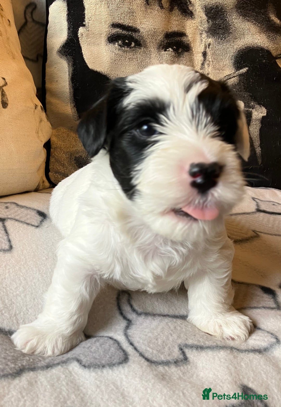 Sealyham Terrier dogs for sale: Quality KC registered Sealyham Terrier pups - Image 10