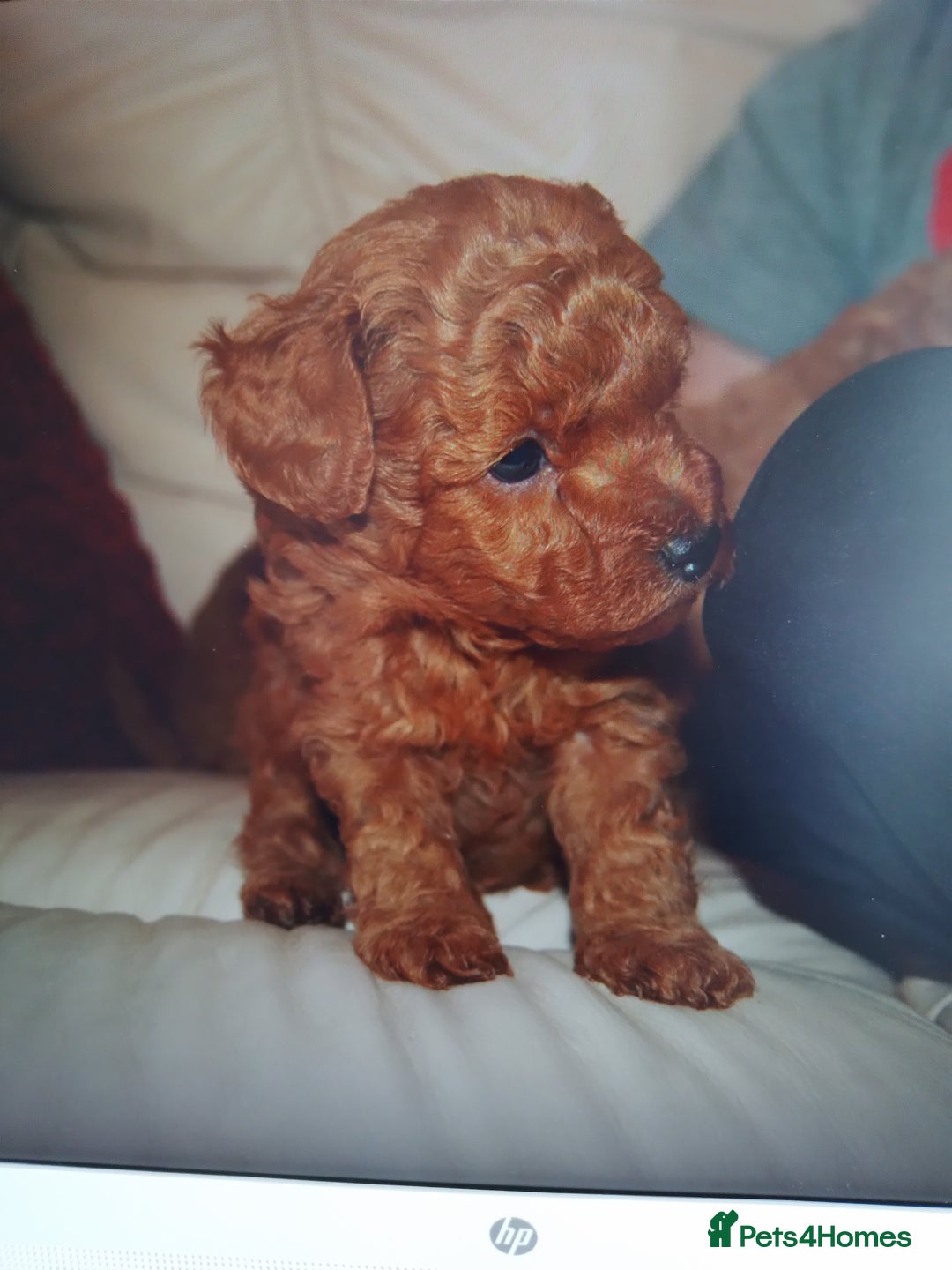 Toy Poodle dogs for sale: Pedigree toy poodles - Image 4