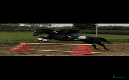 English Thoroughbred horses for sale: Dora - A Classy Flashy Allrounder  - Image 3