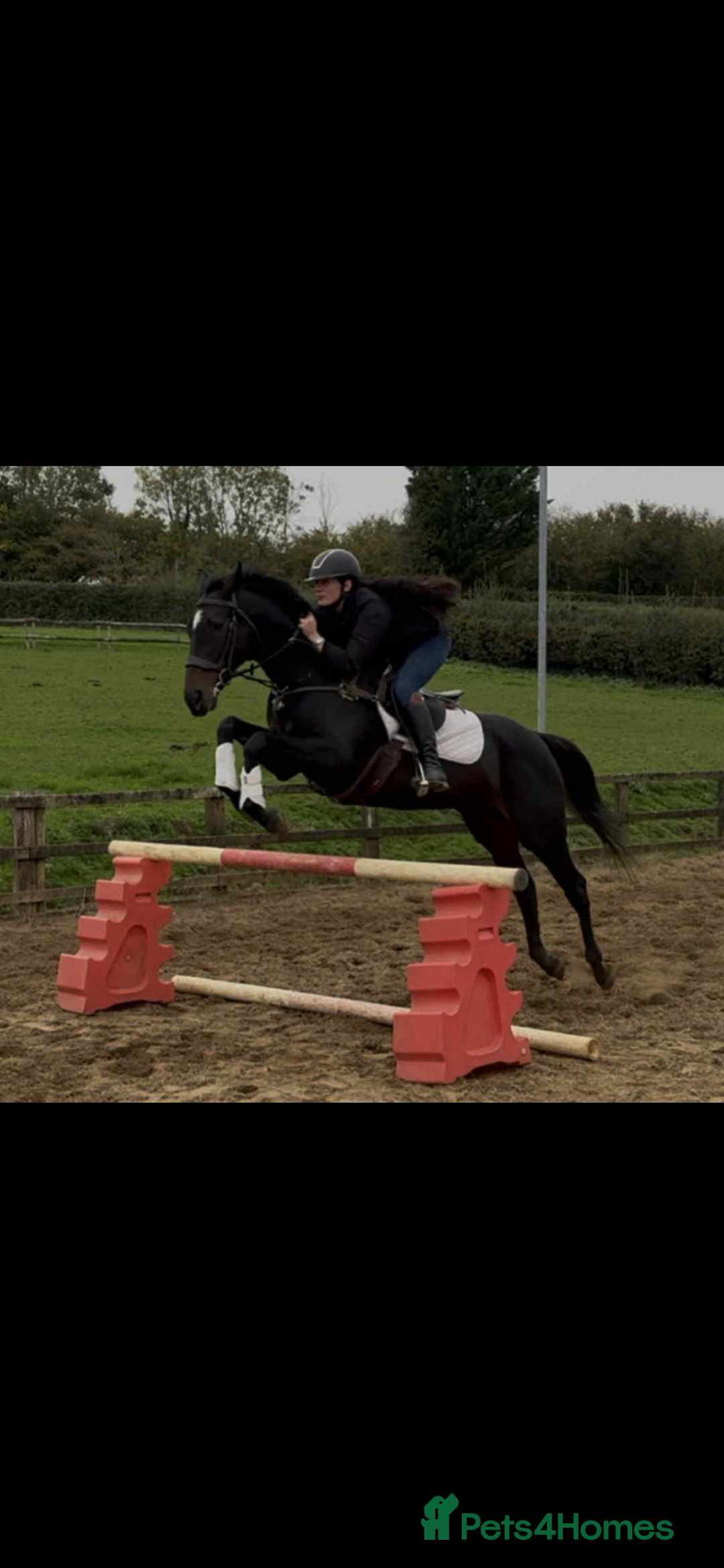 English Thoroughbred horses for sale: Dora - A Classy Flashy Allrounder  - Image 3