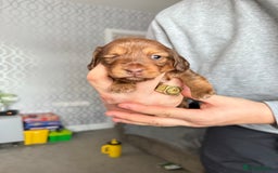 Miniature Dachshund dogs for sale: Beautiful Longhair miniature Dachshund - Image 30