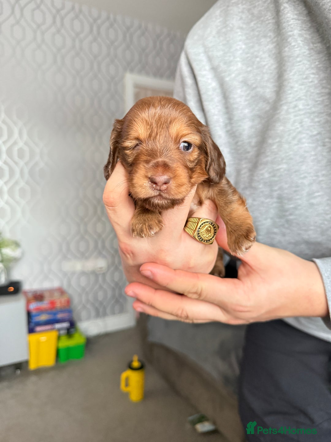 Miniature Dachshund dogs for sale: Beautiful Longhair miniature Dachshund - Image 30