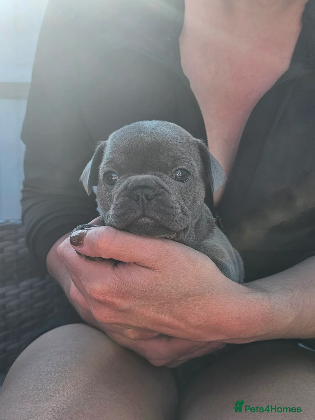 French Bulldog dogs for sale: French bulldogs Premium Quality, Home Raised, - Advert 12