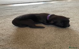 Mixed Breed dogs for sale: Belgium shepherd cross Rottweiler Labrador  - Image 14