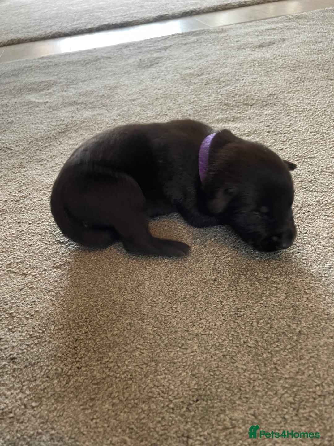 Mixed Breed dogs for sale: Belgium shepherd cross Rottweiler Labrador  - Image 14