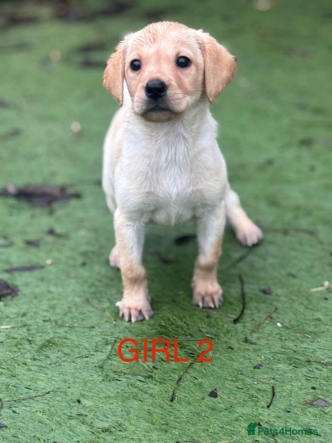 Labrador Retriever dogs for sale: KC reg Labrador puppies  - Advert 9