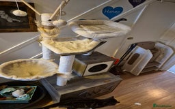 British Shorthair cats for sale: 2 cats brother and sister  - Image 6