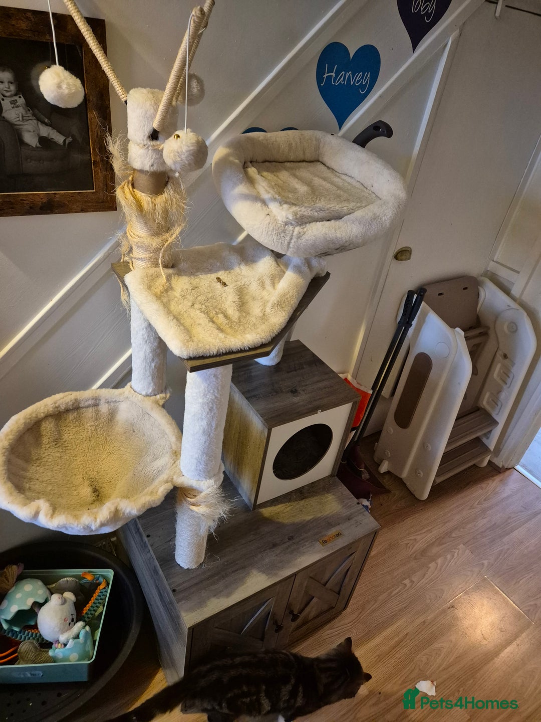 British Shorthair cats for sale: 2 cats brother and sister  - Image 6