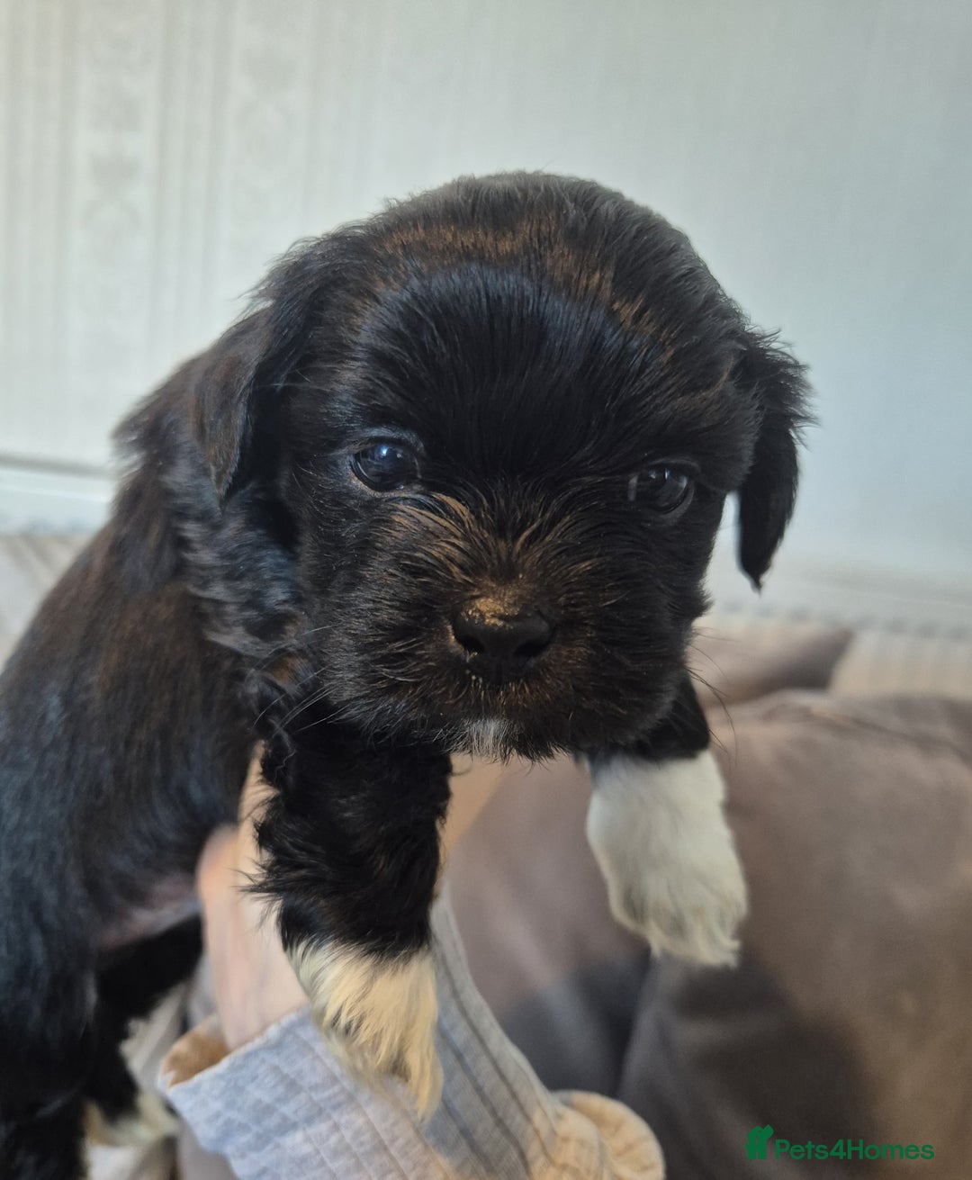 Lhasa Apso dogs for sale: Lhaso Apso Puppies  - Image 26