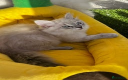Ragdoll cats for sale: Beautiful ragdoll kittens - Image 4