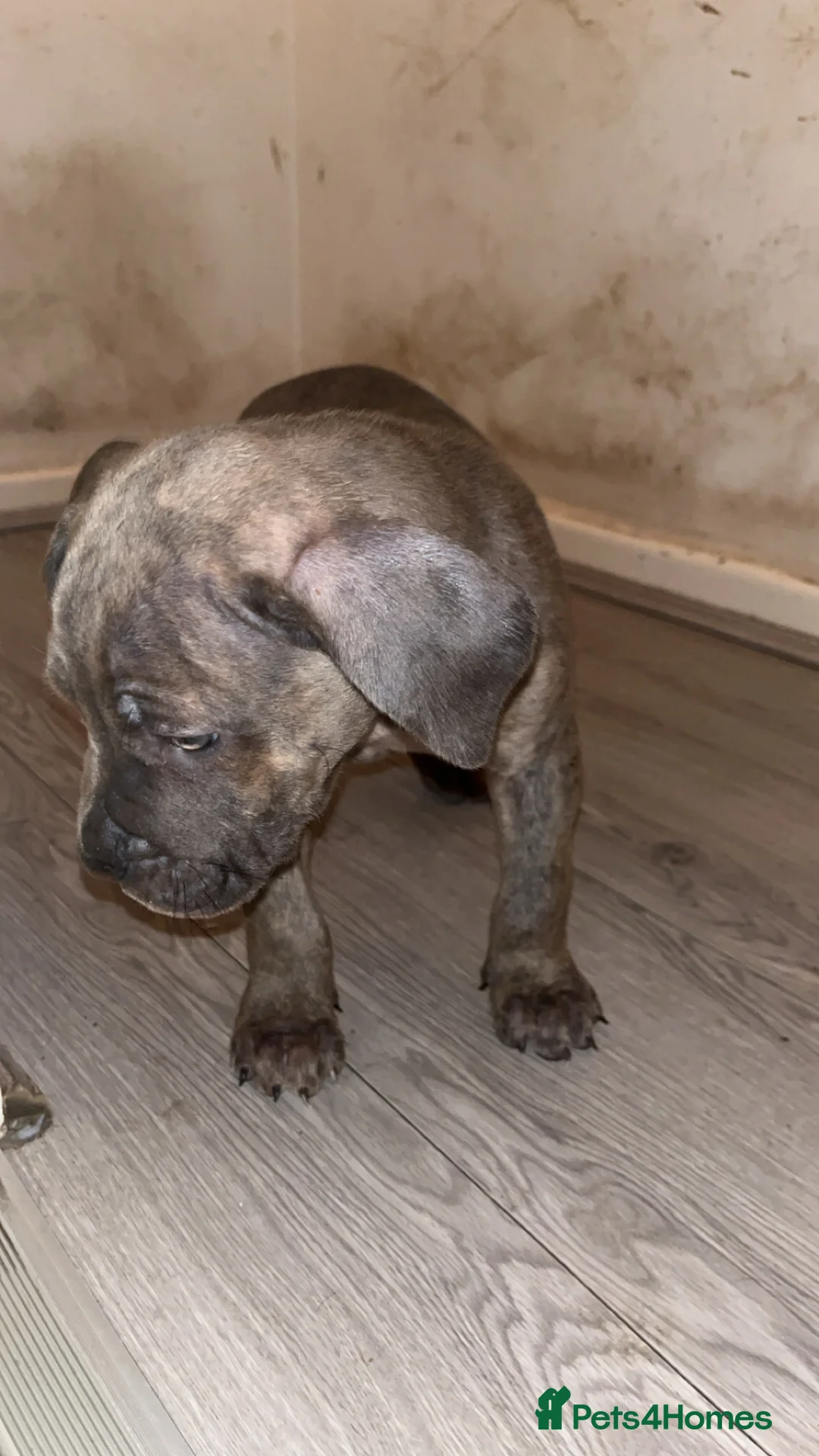 Cane Corso dogs for sale: Mr Marshall Barnett  in Manchester - Advert 2