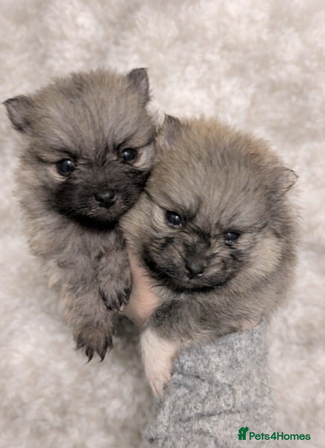 Pomeranian dogs for sale: Stunning fluffy balls  - Advert 8