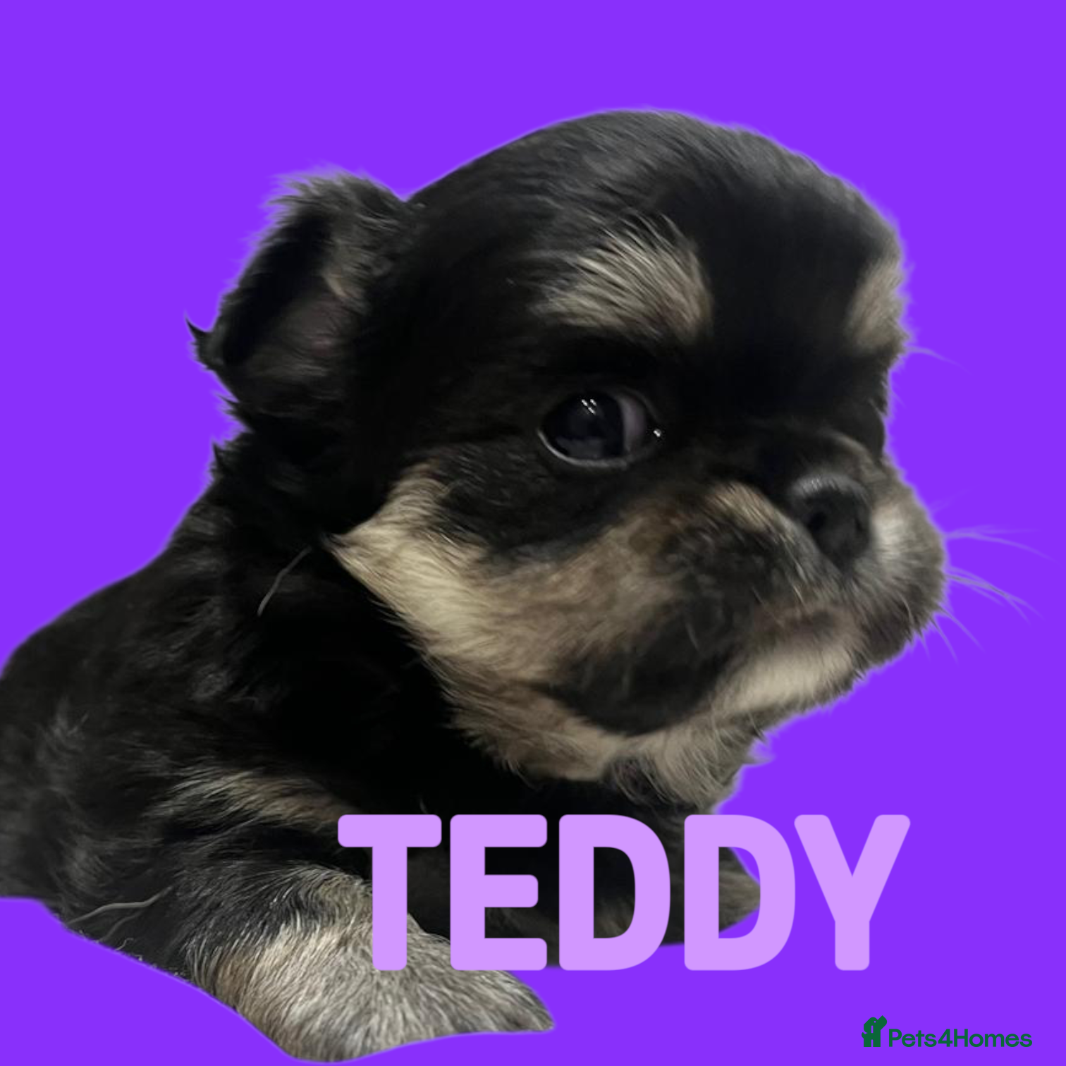 Chihuahua dogs 🩵💙 Very FLUFFY BOY Chihuahua 💙🩵 - Advert 7