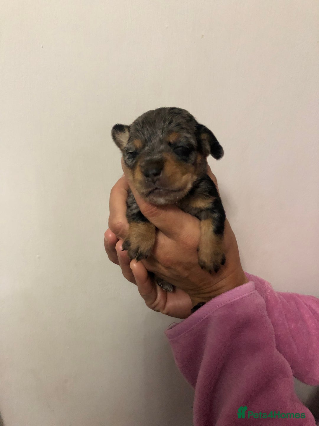 Mixed Breed dogs for sale: Jackapoo cross dachshund puppy’s  - Advert 7